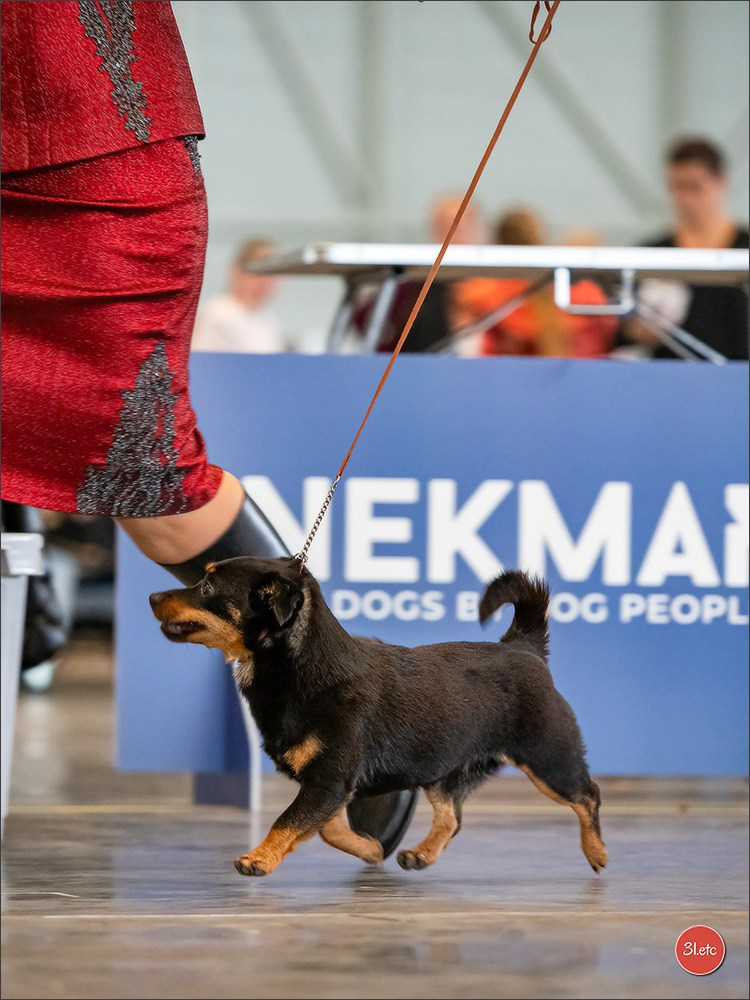 Photographie animalière. Photographe à Strasbourg | Portraits, Studio, Enfants, Événements