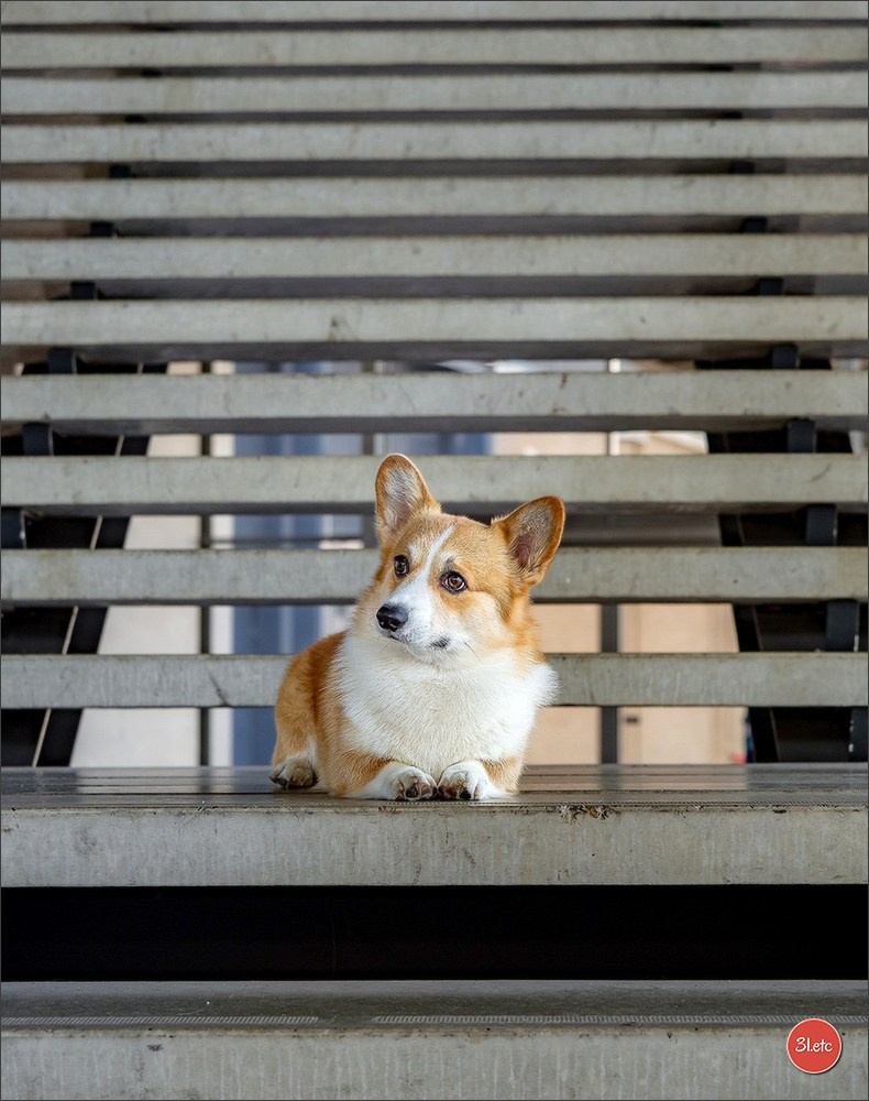 🇳🇱 IDS Maastricht 27/28 Sept 2025 🇳🇱. Photographe à Strasbourg | Portraits, Studio, Enfants, Événements