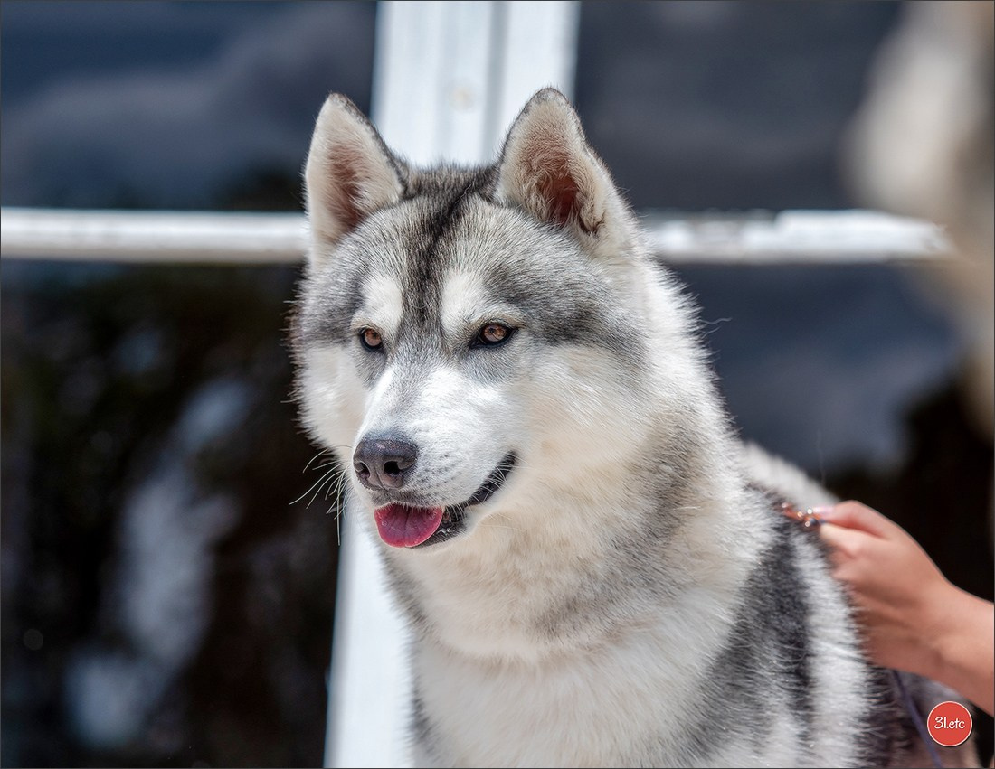 Photographie animalière. Photographe à Strasbourg | Portraits, Studio, Enfants, Événements