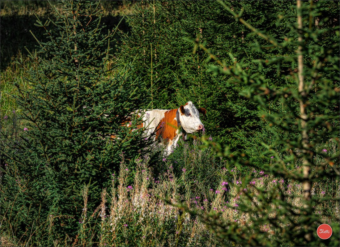 Photographie animalière. Photographe à Strasbourg | Portraits, Studio, Enfants, Événements