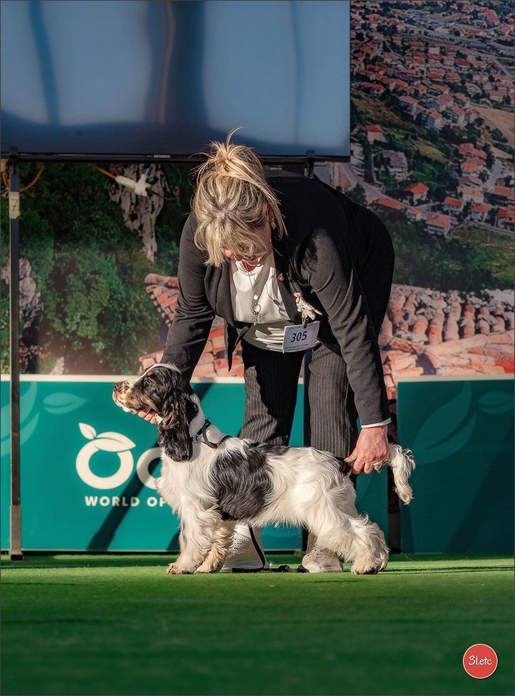 Dog Show  🇮🇹  San Marino. Photographe à Strasbourg | Portraits, Studio, Enfants, Événements