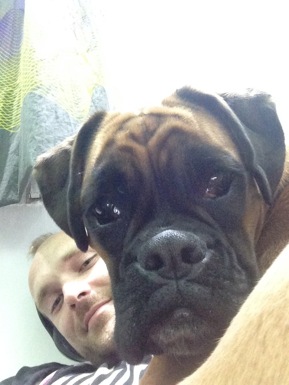 My ״Star״ Boxer Dog