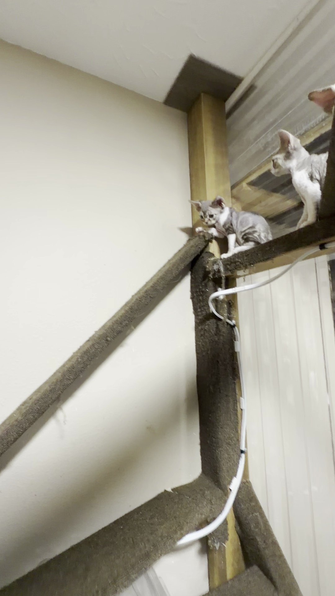 Simon, boy, born 05.15.26. Devon Rex Pixie Cattery