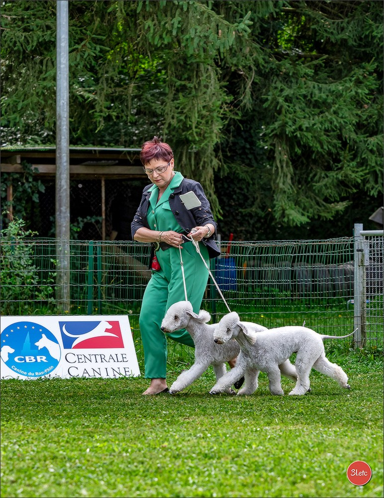 Expo canine Strasbourg  🇫🇷  23-24/08/2025. Photographe à Strasbourg | Portraits, Studio, Enfants, Événements