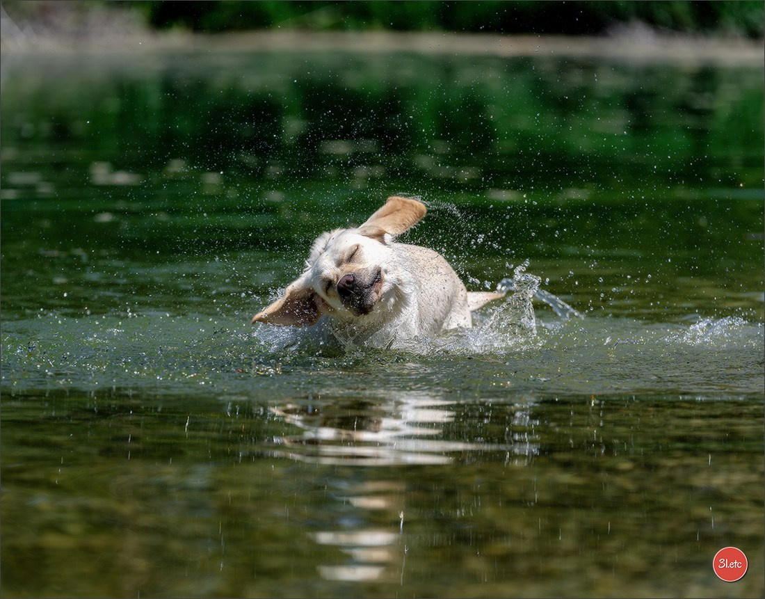 Dog Show - Hallbergmoos 🇩🇪 11-12/07/2026