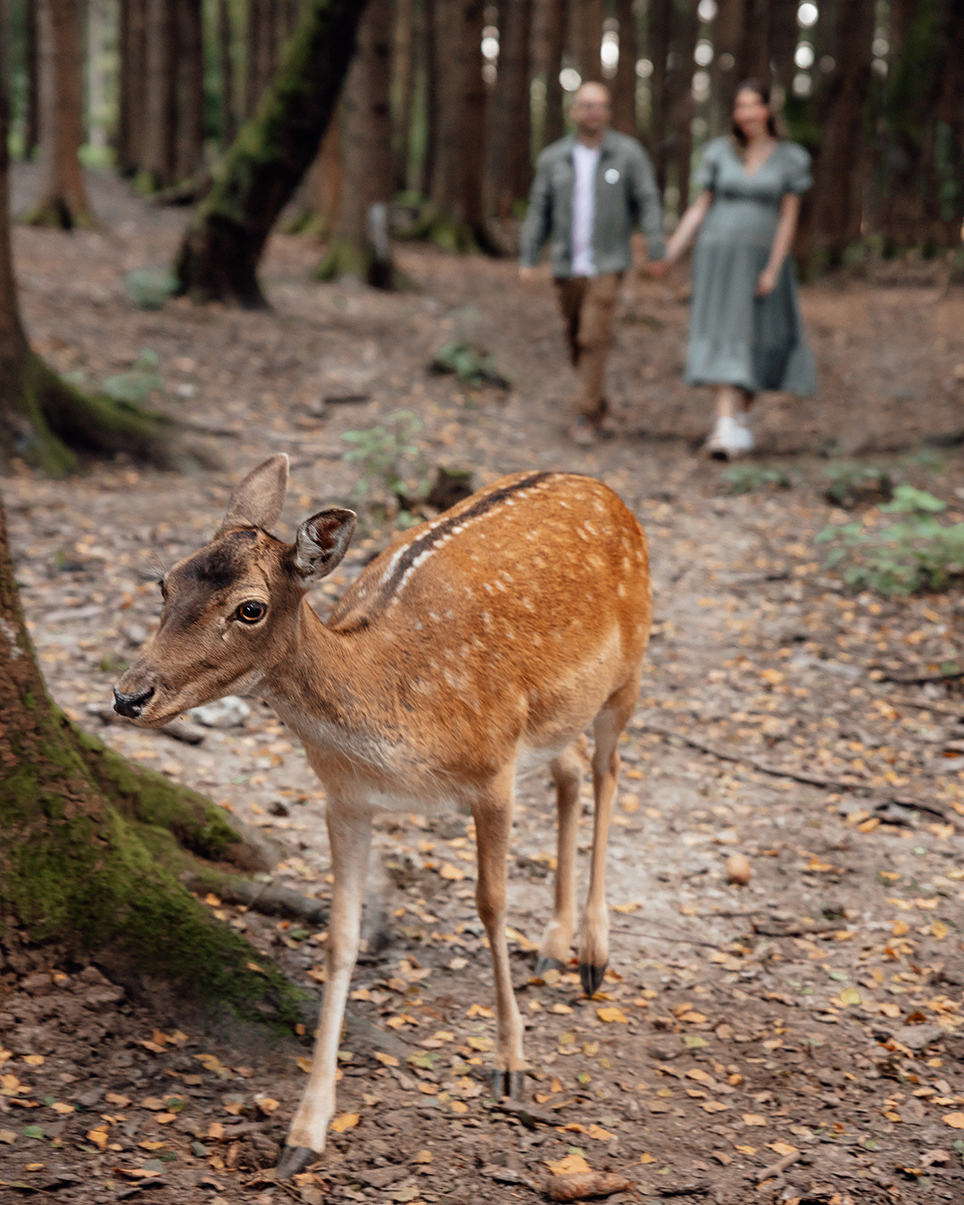 Alisa&Stefan. Family photograph in Munich Anastasia Vorobtsova