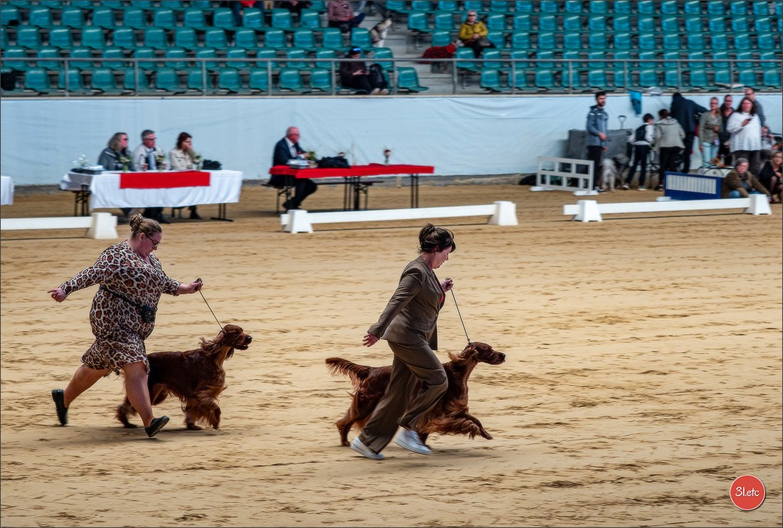 Dog Show Rieden 🇩🇪 16-18/05/2025. Photographe à Strasbourg | Portraits, Studio, Enfants, Événements