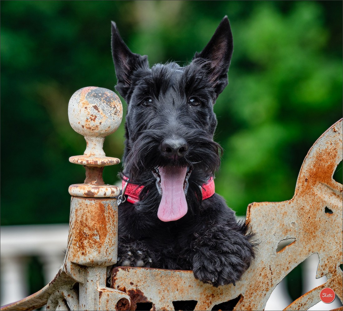 Expo canine Chartres  🇫🇷  15/06/2025. Photographe à Strasbourg | Portraits, Studio, Enfants, Événements