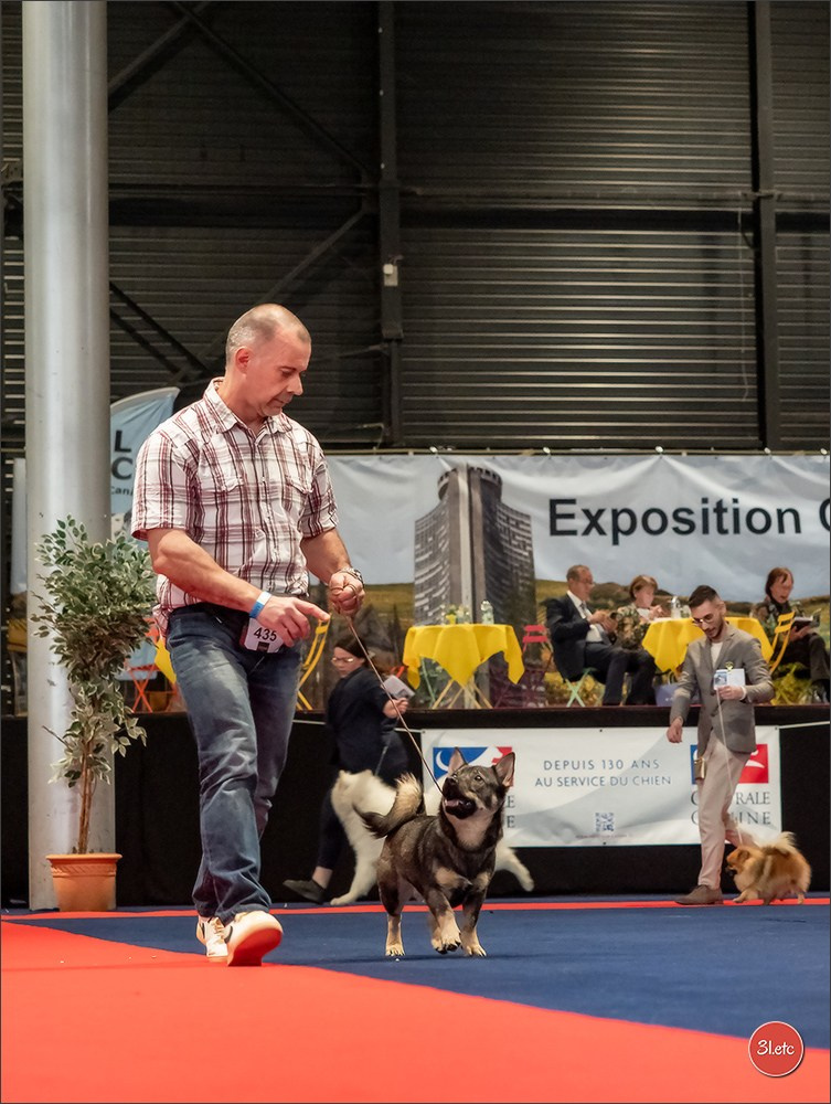Expo canine   🇫🇷   Mulhouse 5-6/04/2025. Photographe à Strasbourg | Portraits, Studio, Enfants, Événements