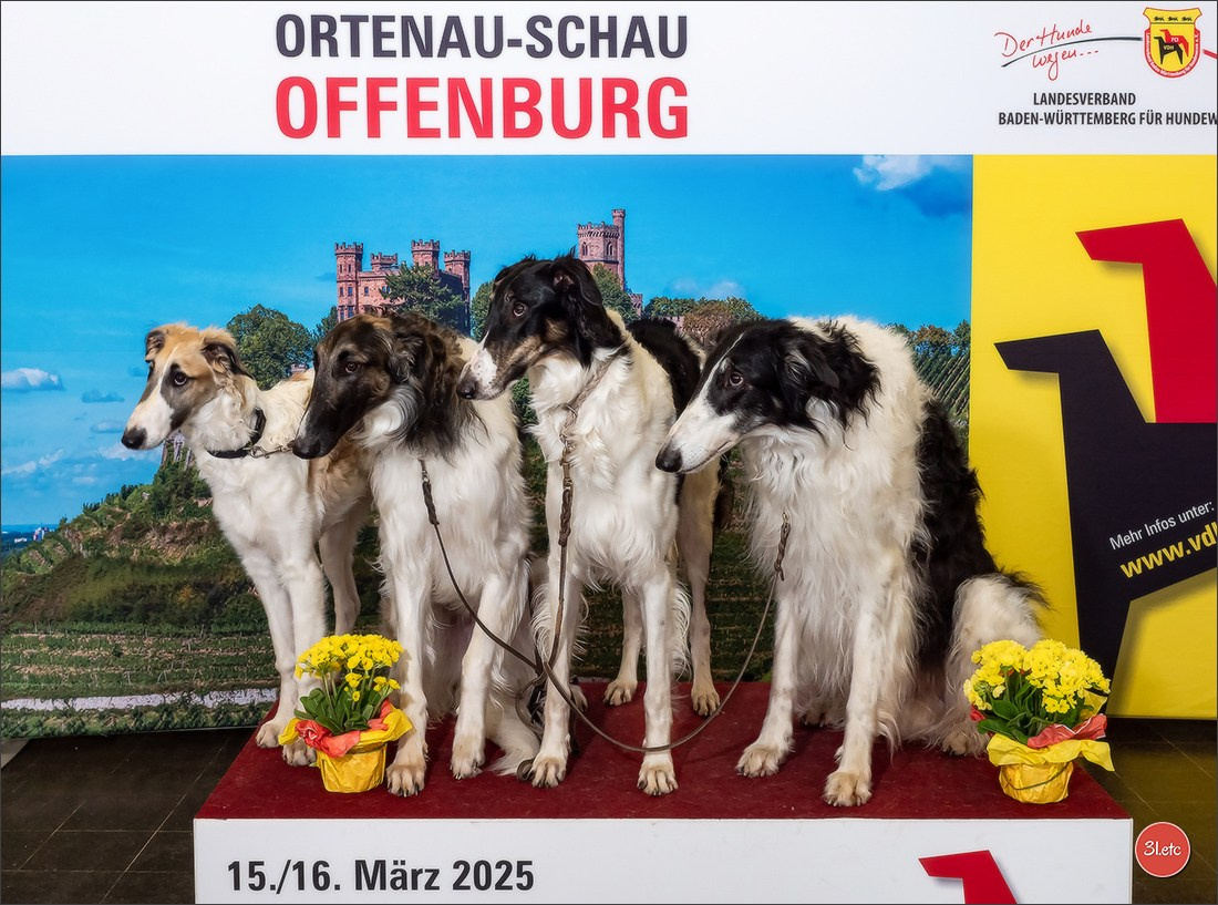 🇩🇪 Offenburg International Dogshow 15-16.03.25 🇩🇪. Photographe à Strasbourg | Portraits, Studio, Enfants, Événements