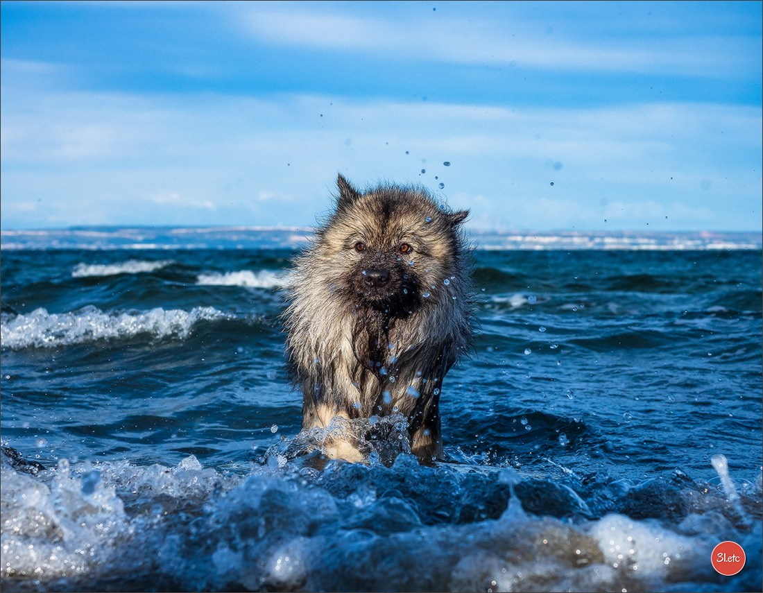 Photographie animalière. Photographe à Strasbourg | Portraits, Studio, Enfants, Événements