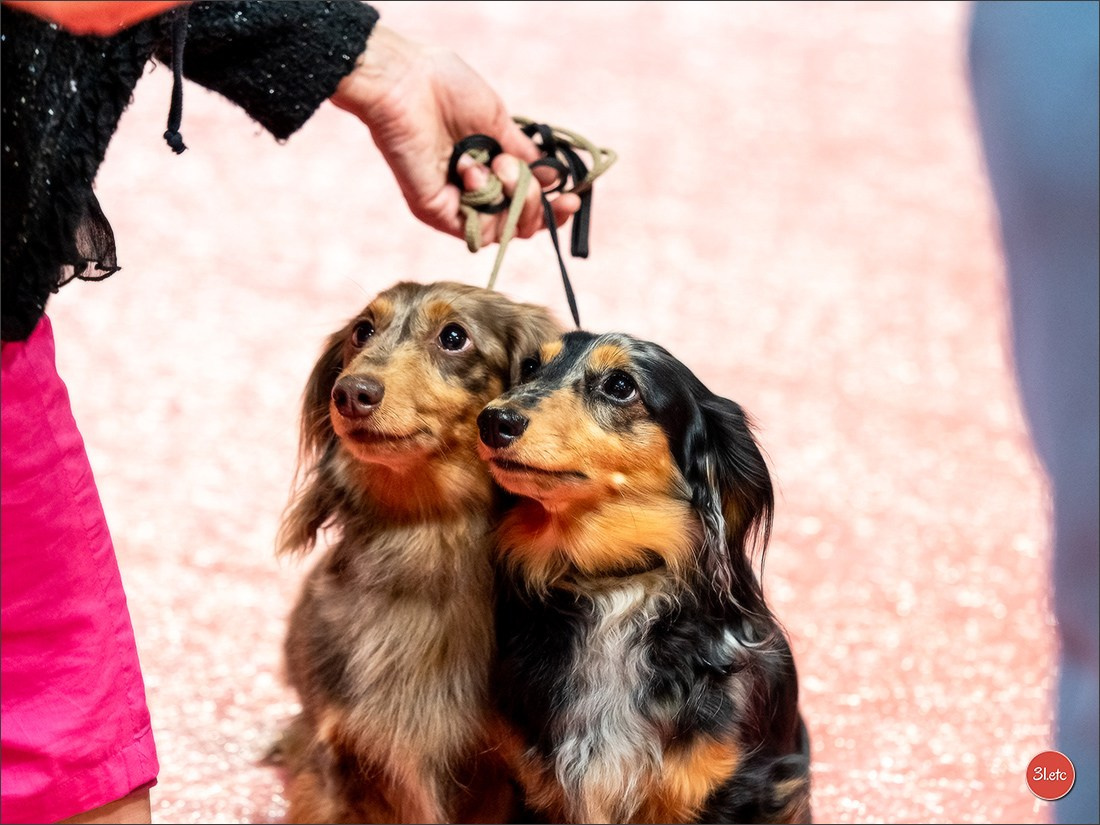 Expo canine 🇫🇷 Martigues  19-20/04/2025. Photographe à Strasbourg | Portraits, Studio, Enfants, Événements