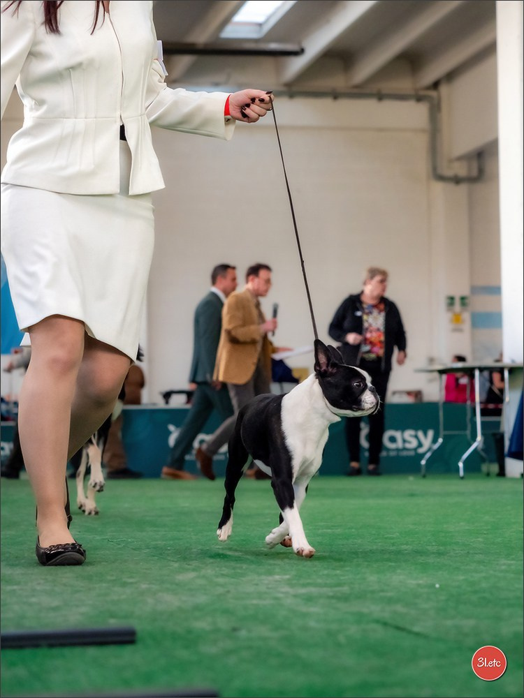 Dog Show  🇮🇹  San Marino. Photographe à Strasbourg | Portraits, Studio, Enfants, Événements