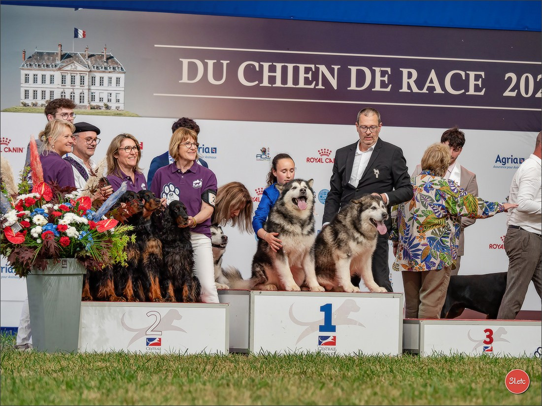 Championnat de France du chien de race  🇫🇷  DIJON (château de Brognon) 7-8/06/2025. Photographe à Strasbourg | Portraits, Studio, Enfants, Événements