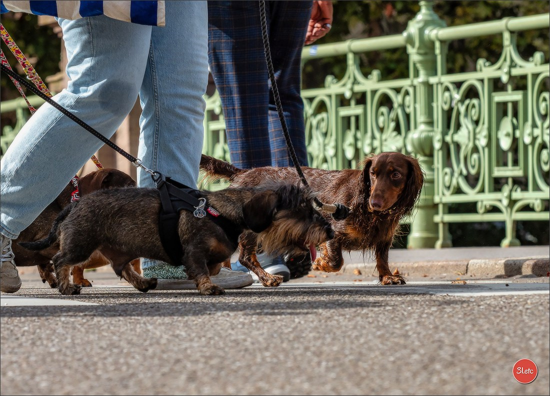 Teckels Parade Strasbourgeoise  Vous pouvez voir le galerie de photos. Photographe à Strasbourg | Portraits, Studio, Enfants, Événements