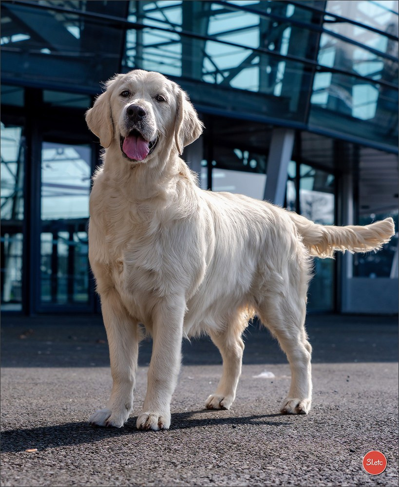 🇫🇷  Angers  🇫🇷  Expo canine  21-22/03/2026. Photographe à Strasbourg | Portraits, Studio, Enfants, Événements