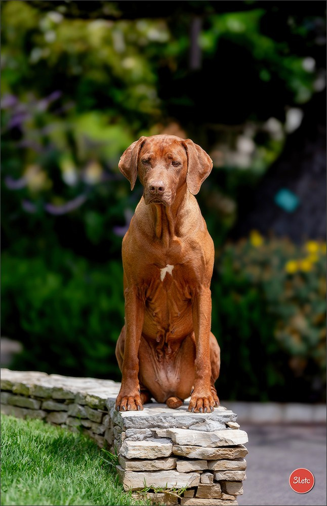 Expo canine 🇲🇨 Monaco 9-10/05/2026. Photographe à Strasbourg | Les animaux, Portraits, Studio, Événements