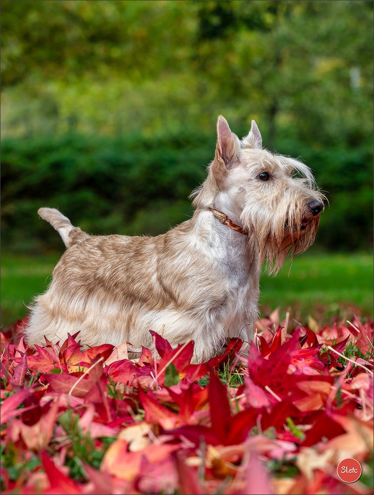 Expo canine  🇫🇷  Chateauroux 25-26/10/2025. Photographe à Strasbourg | Portraits, Studio, Enfants, Événements