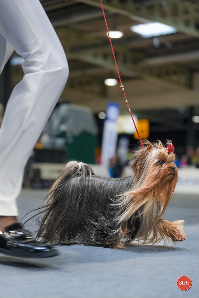 🇱🇺 LUXEMBOURG 🇱🇺 International Dog Show 4-5/04/2026. Photographe à Strasbourg | Portraits, Studio, Enfants, Événements