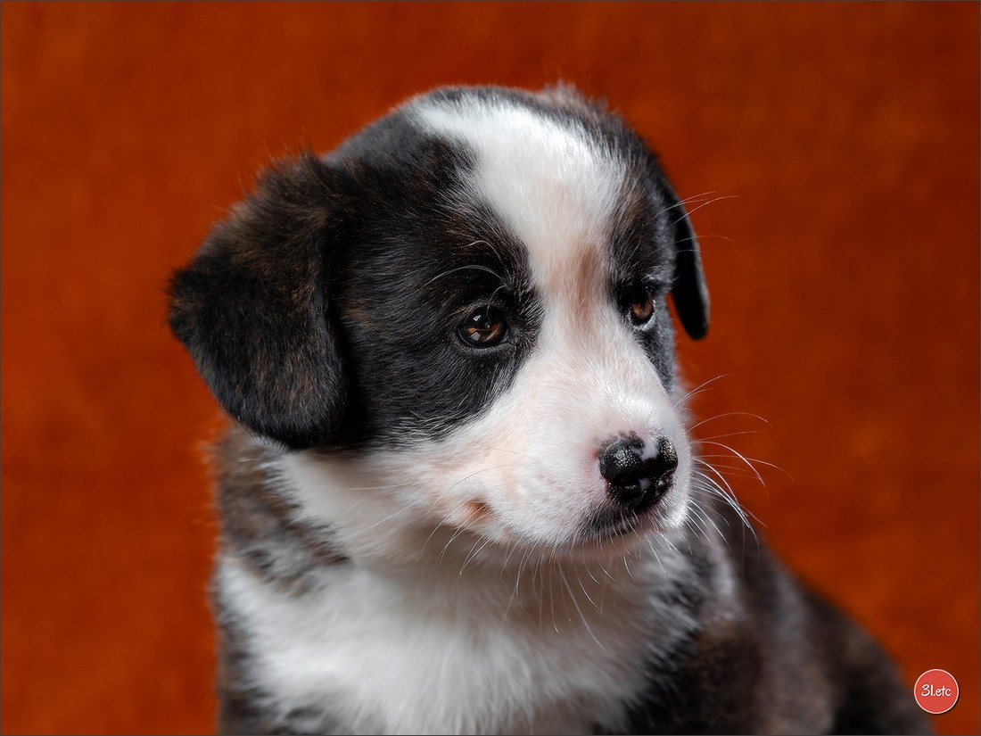 Photographie animalière. Photographe à Strasbourg | Portraits, Studio, Enfants, Événements