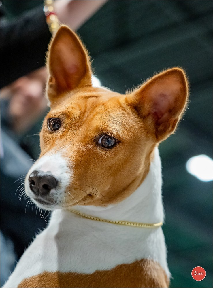 Photographie animalière. Photographe à Strasbourg | Portraits, Studio, Enfants, Événements