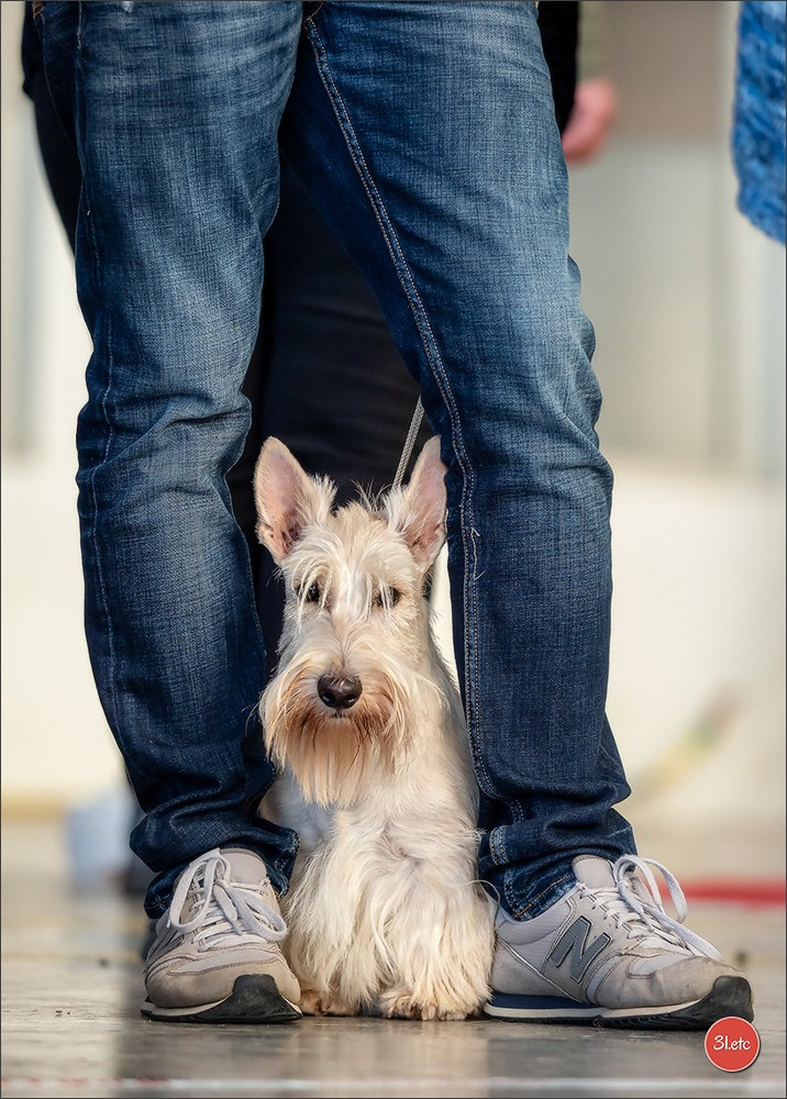 Exposition Canine à  Margny-lès-Compiègne 14-15/09/2024. Photographe à Strasbourg | Portraits, Studio, Enfants, Événements