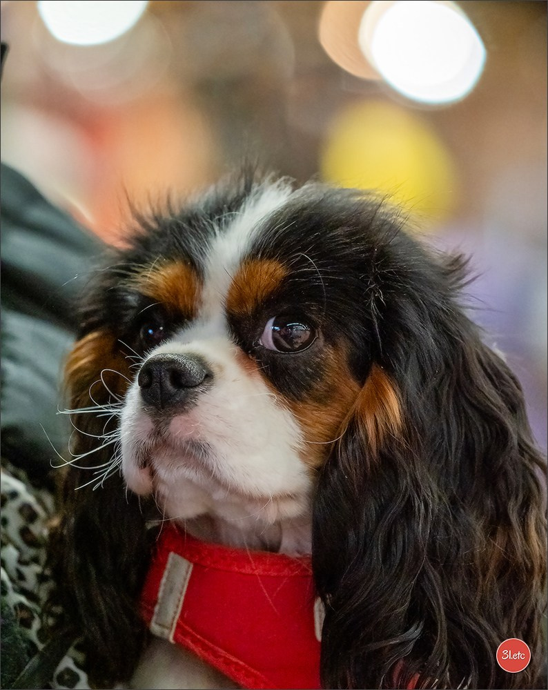 🇫🇷Exposition Canine Internationale de Perpignan. Photographe à Strasbourg | Portraits, Studio, Enfants, Événements