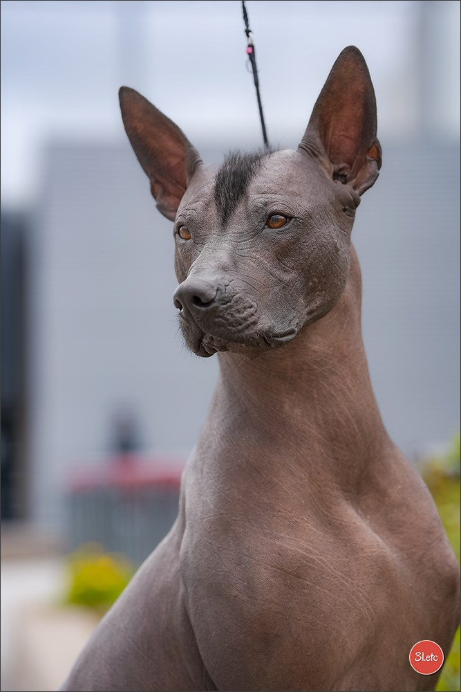 🇱🇺 LUXEMBOURG 🇱🇺 International Dog Show 4-5/04/2026. Photographe à Strasbourg | Portraits, Studio, Enfants, Événements
