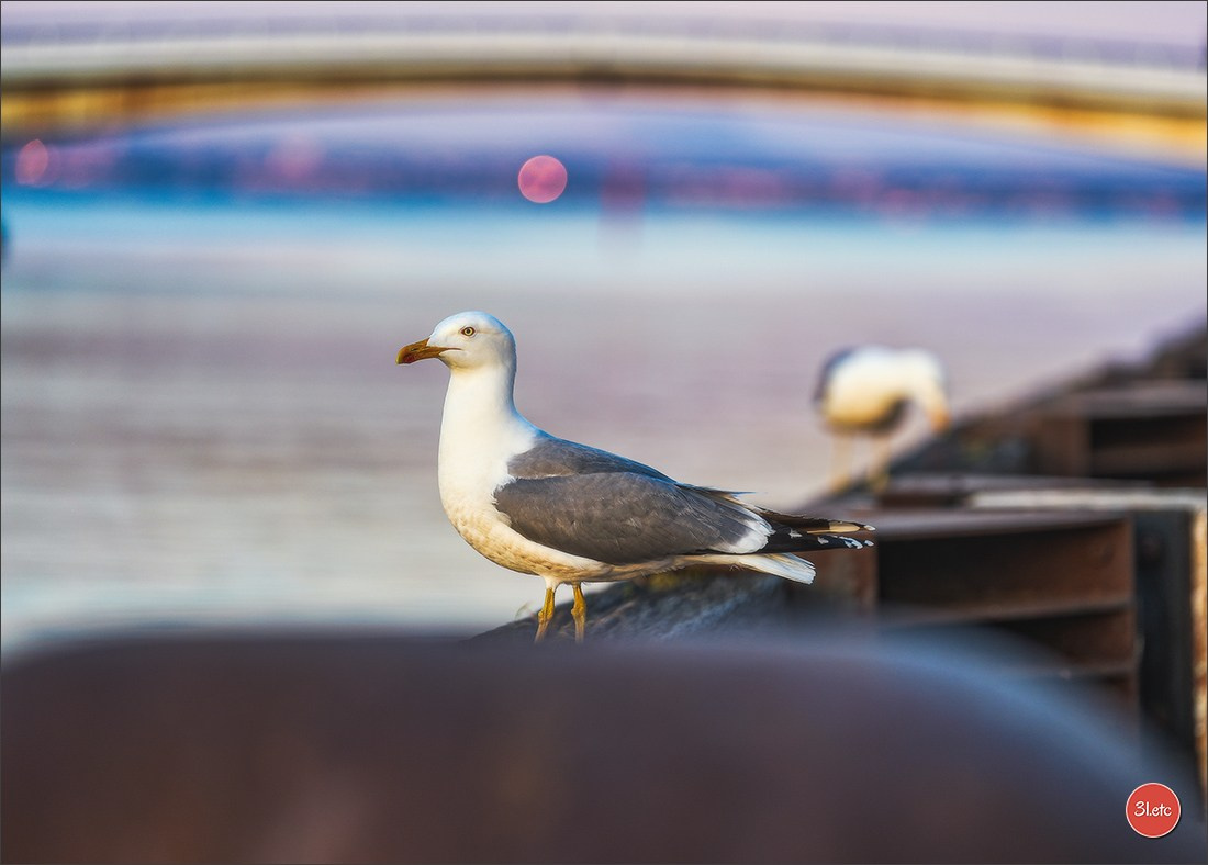 Martigues  🇫🇷. Photographe à Strasbourg | Les animaux, Portraits, Studio, Événements
