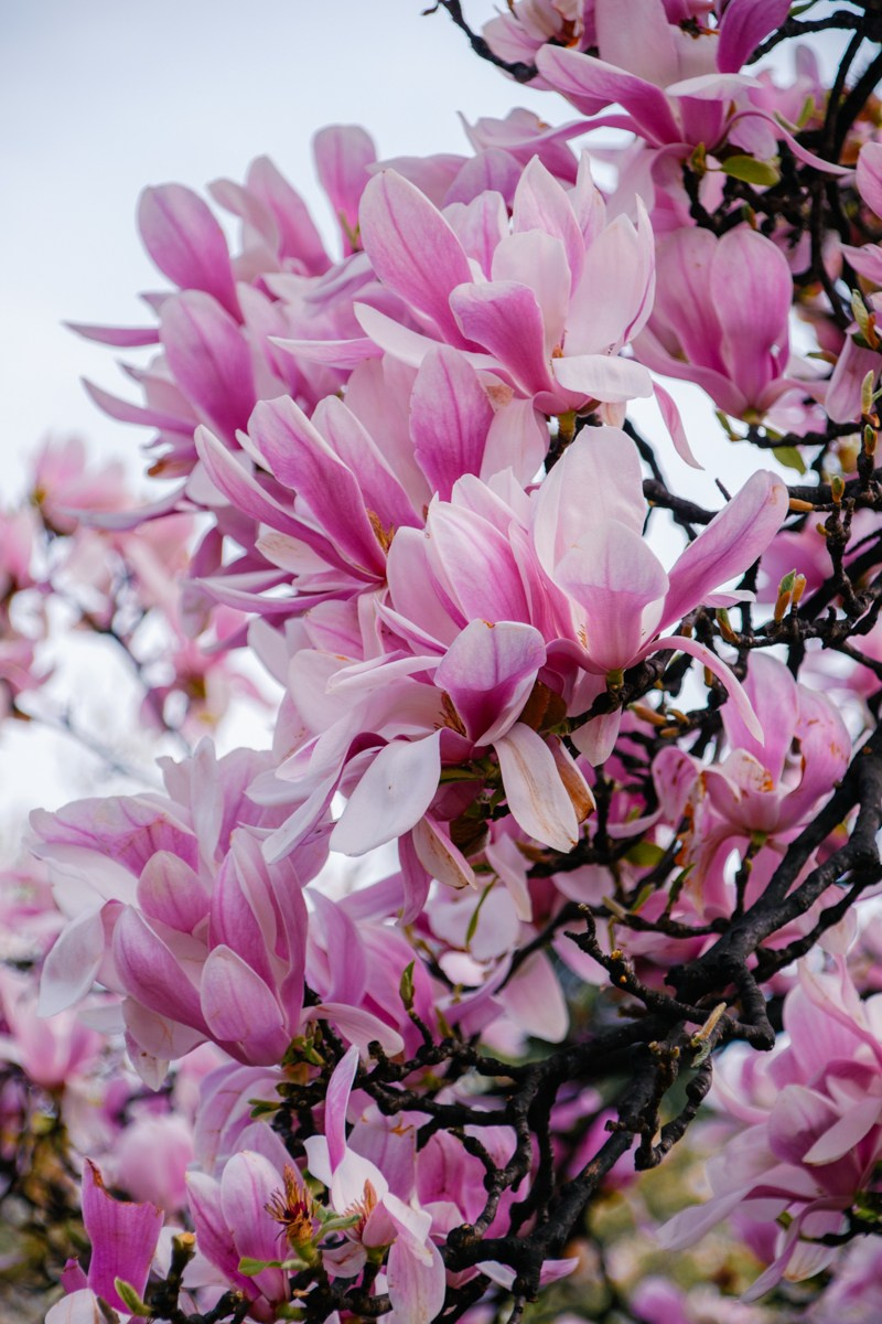 Magnolia. Anastasiia Buchinskaia Fotografa Milano