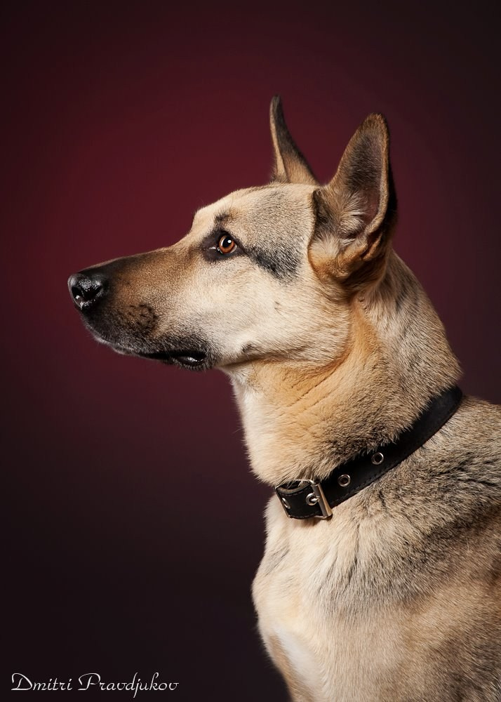 LEMMIKLOOMADE PILDISTAMINE