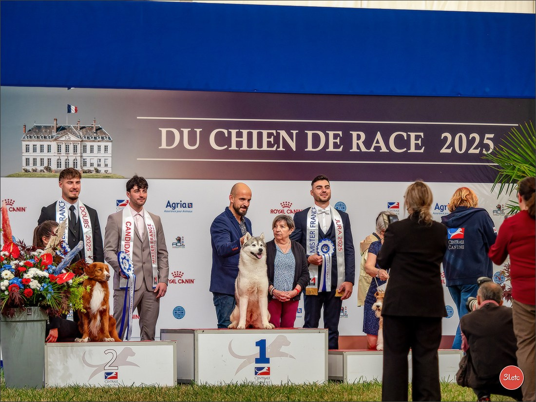 Championnat de France du chien de race  🇫🇷  DIJON (château de Brognon) 7-8/06/2025. Photographe à Strasbourg | Portraits, Studio, Enfants, Événements