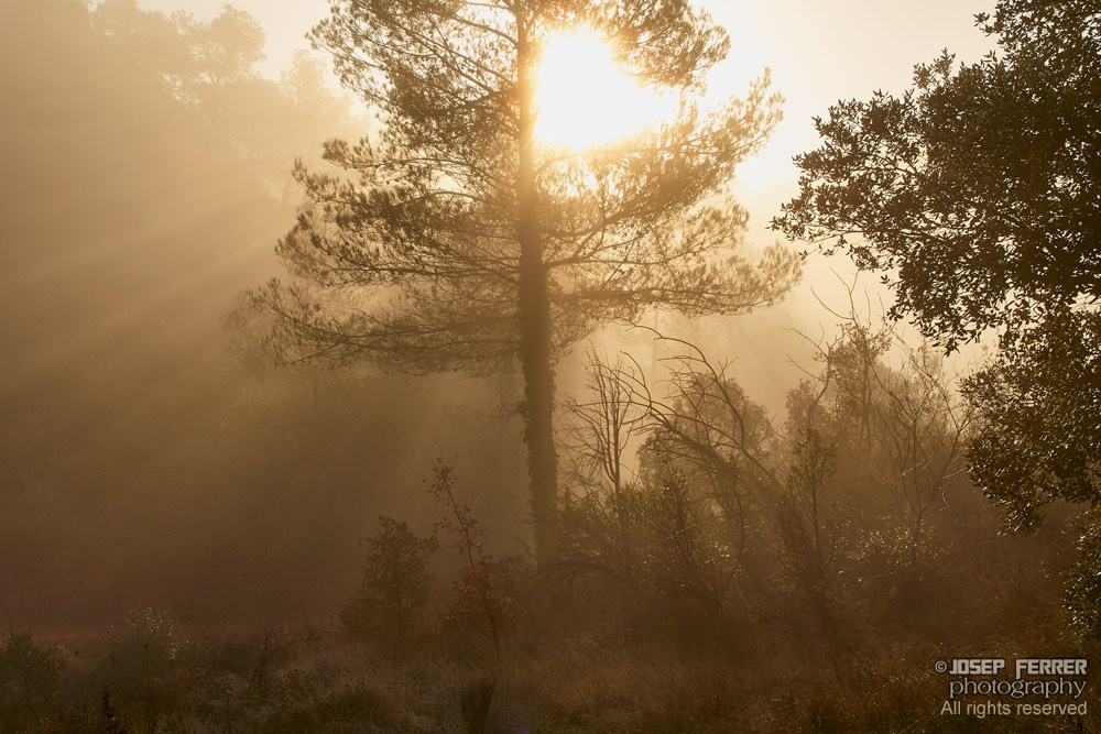 Sunrise at Sant Llorenç de Munt natural park, Catalunya