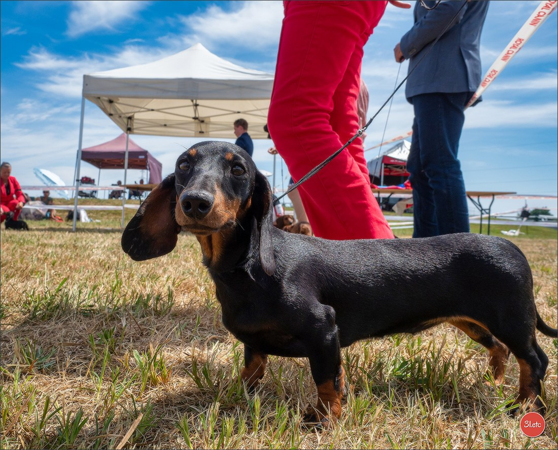Expo canine (Teckel) Strasbourg Hoerdt  🇫🇷  5-6/07/2025. Photographe à Strasbourg | Portraits, Studio, Enfants, Événements