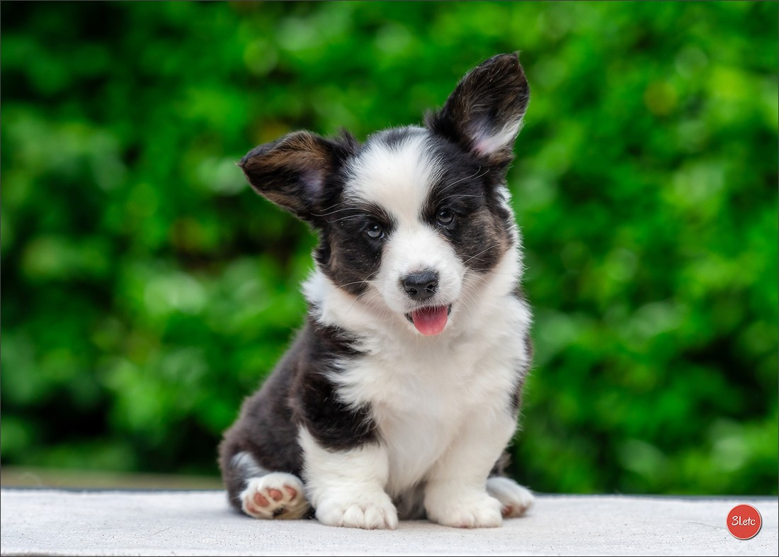 Photographie animalière. Photographe à Strasbourg | Portraits, Studio, Enfants, Événements