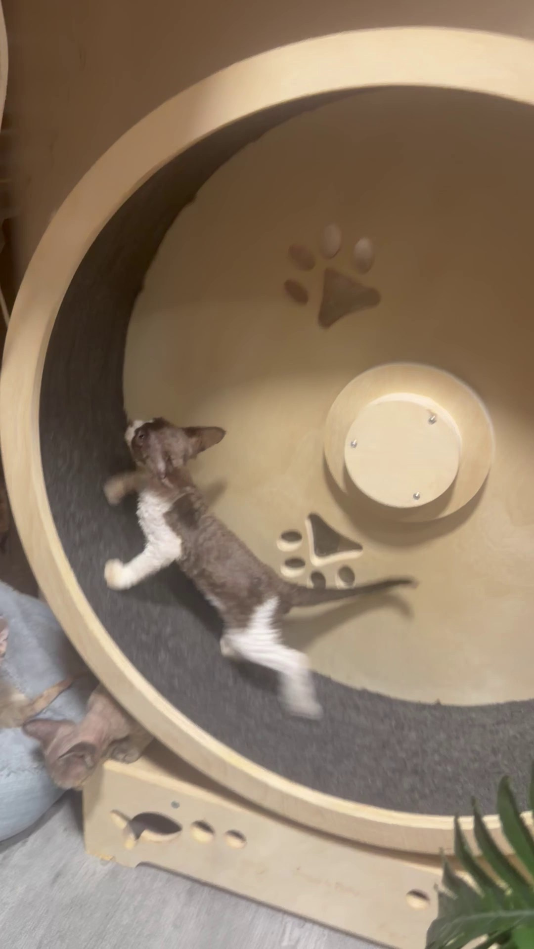 Pascal, boy, born 02.11.26. Devon Rex Pixie Cattery