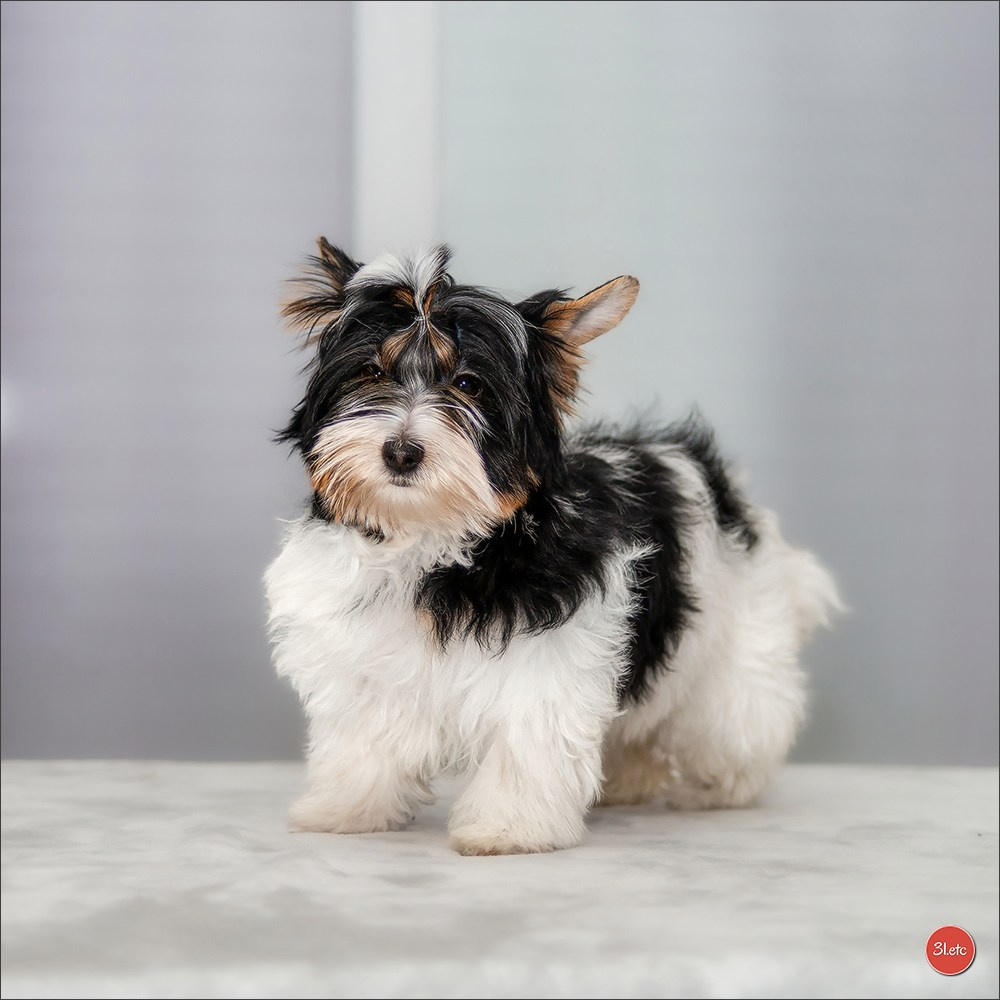 Yorkshire terrier biewer. Photographe à Strasbourg | Portraits, Studio, Enfants, Événements