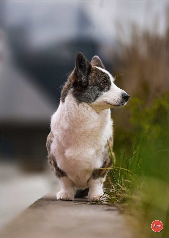 🇱🇺 LUXEMBOURG 🇱🇺 International Dog Show 4-5/04/2026. Photographe à Strasbourg | Portraits, Studio, Enfants, Événements