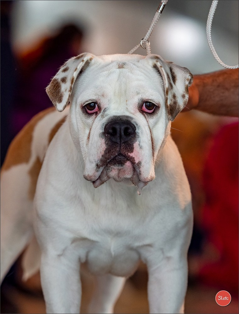 Expo canine 🇫🇷 Valence 03-04/05/2025. Photographe à Strasbourg | Portraits, Studio, Enfants, Événements