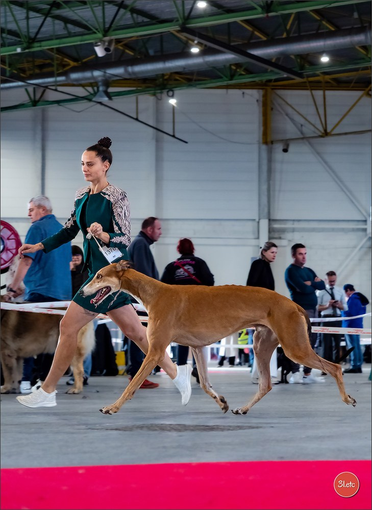 Expo canine  🇫🇷  Metz 08-09/11/2025. Photographe à Strasbourg | Portraits, Studio, Enfants, Événements