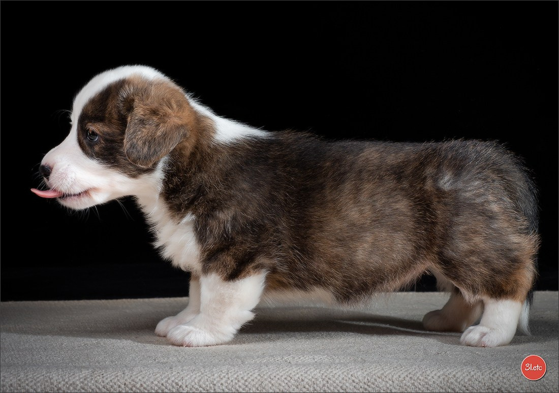 Photographie animalière. Photographe à Strasbourg | Portraits, Studio, Enfants, Événements