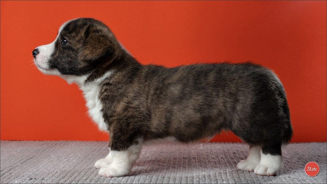 Photographie animalière. Photographe à Strasbourg | Portraits, Studio, Enfants, Événements