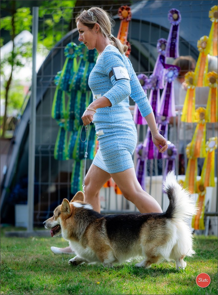 🇫🇷 Romorantin - Exposition Canine Nationale. Photographe à Strasbourg | Portraits, Studio, Enfants, Événements