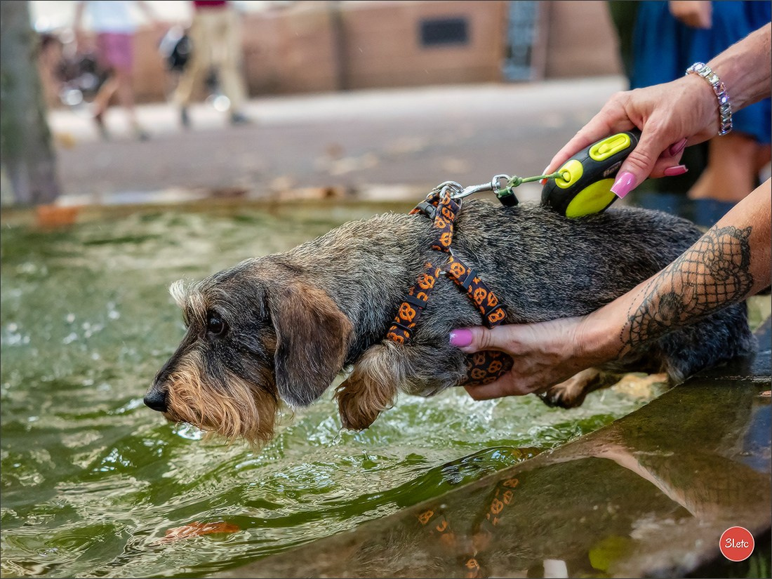 Teckels Parade Strasbourgeoise  Vous pouvez voir le galerie de photos. Photographe à Strasbourg | Portraits, Studio, Enfants, Événements