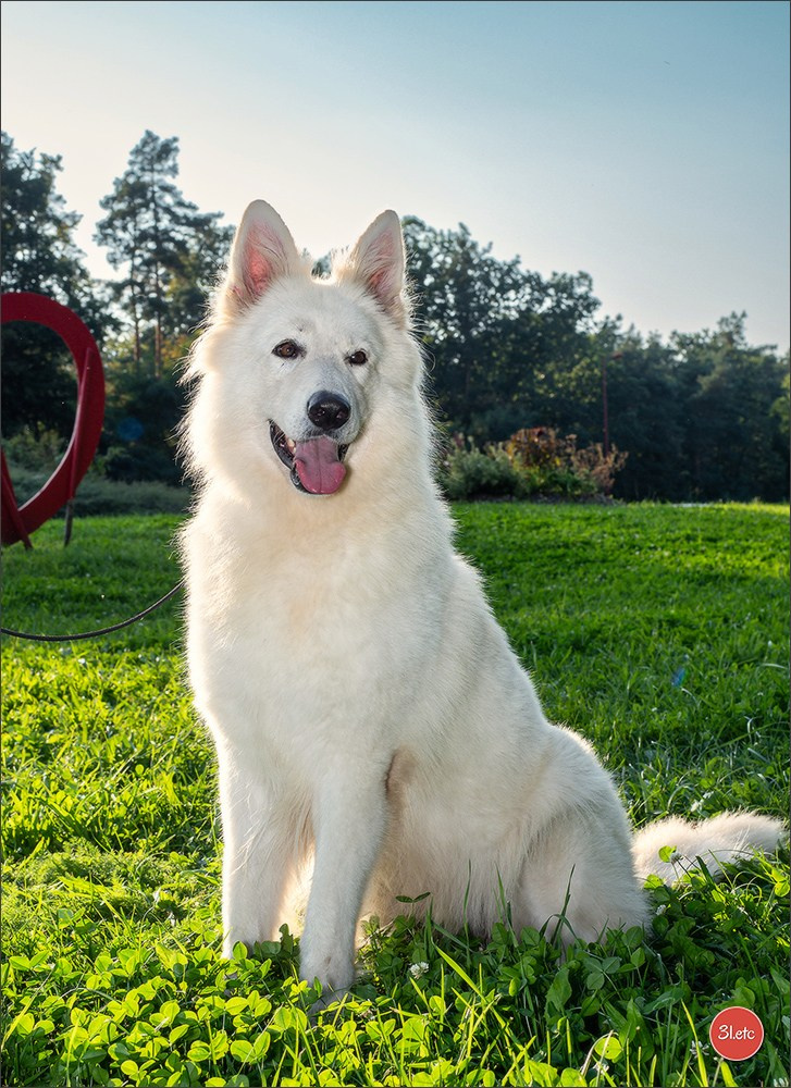 Domaine de la patte blanche. Photographe à Strasbourg | Portraits, Studio, Enfants, Événements