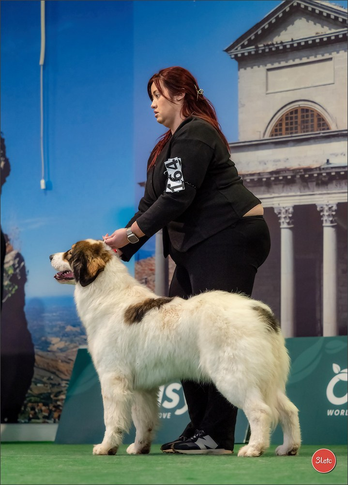 Dog Show  🇮🇹  San Marino. Photographe à Strasbourg | Portraits, Studio, Enfants, Événements