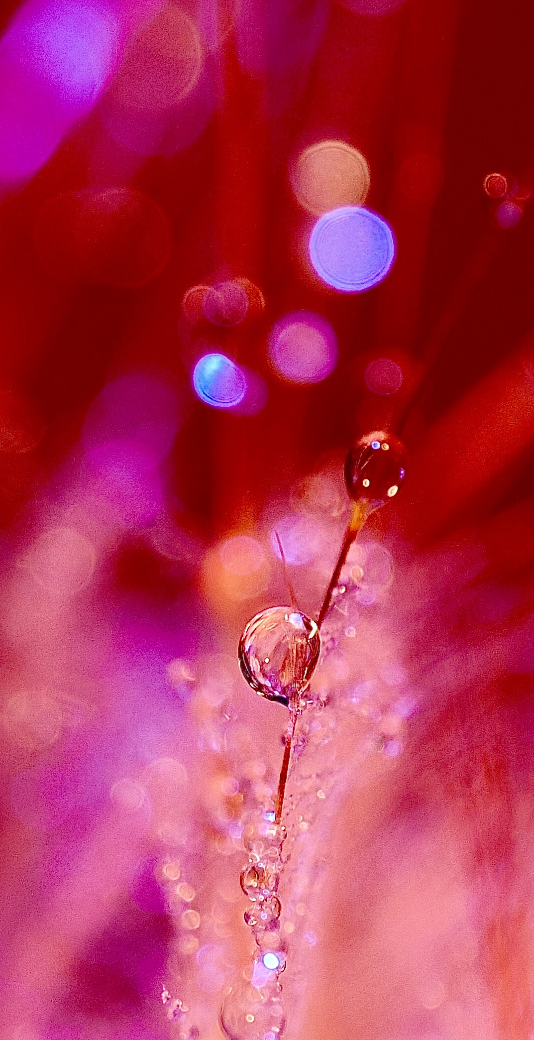 Bev bingham macro photographic artist