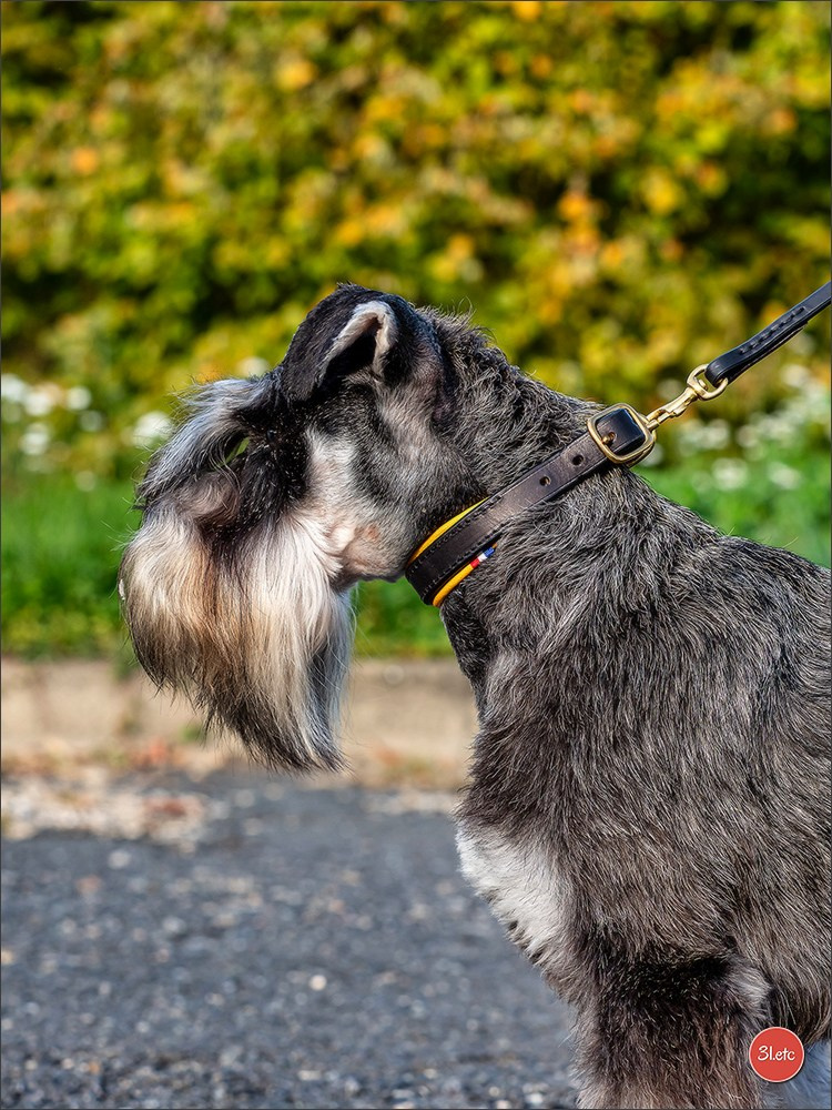 Expo canine 🇫🇷 Poitiers 18-19/10/2025. Photographe à Strasbourg | Portraits, Studio, Enfants, Événements