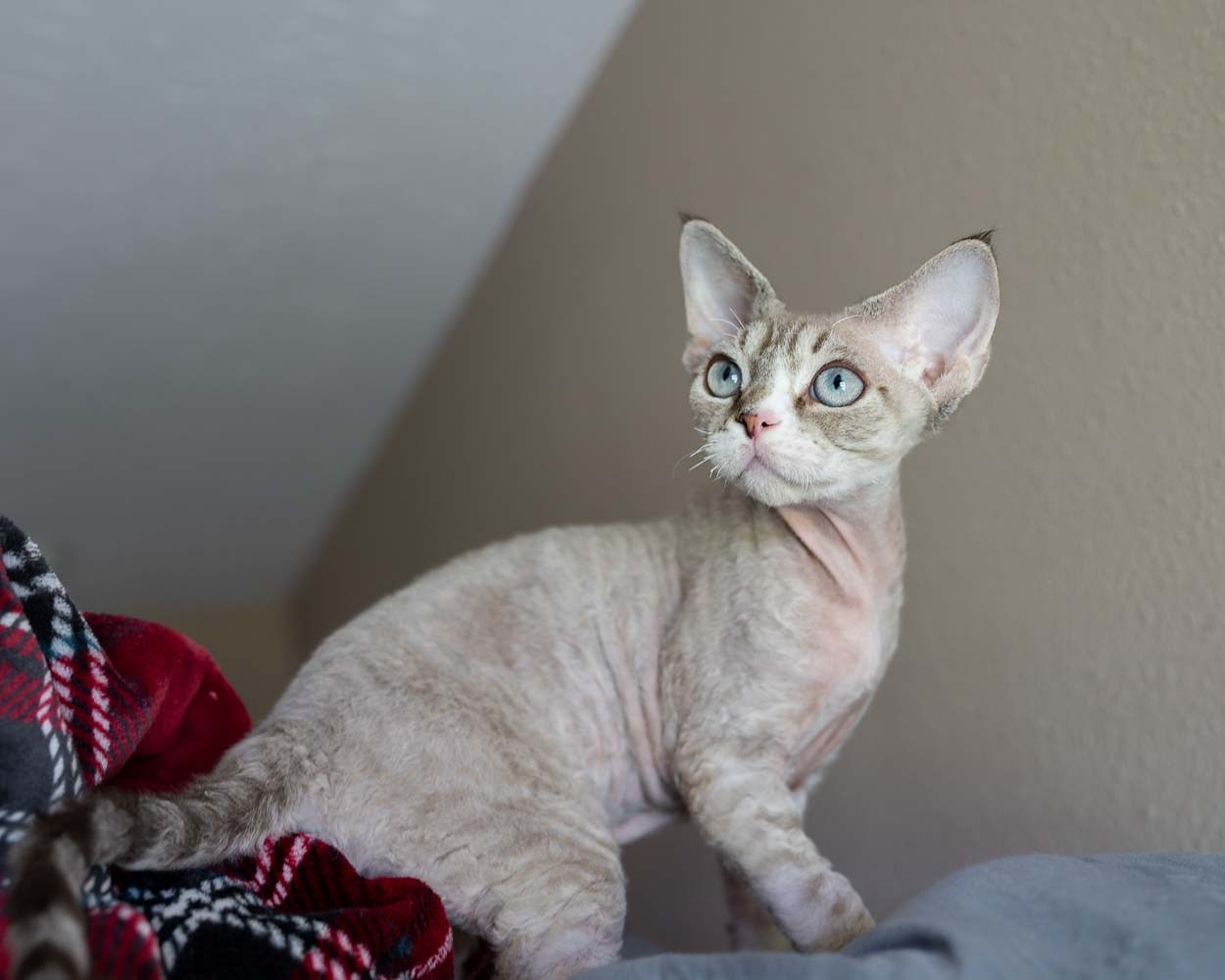 Fuzzy, boy, born on 01.01.25. Devon Rex Pixie Cattery