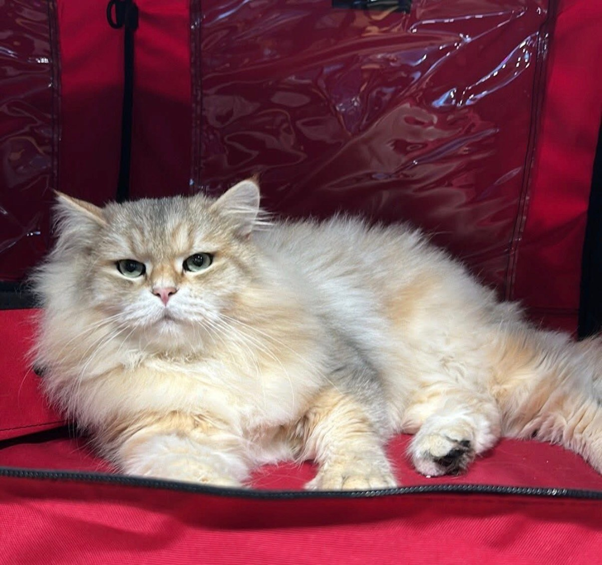 關於雙金屬色的西森2013年，義大利Veselka西伯利亞貓舍的Silvia Perego描述了更多類似的貓。她的種公貓Yankee Silviassib*PL來自波蘭，是一隻帶有白色斑紋的黑色銀虎斑貓。它四個月大的時候來到她的貓舍，Silvia注意到它脖子上有一塊「奇怪的」金棕色斑點，背上還有一些其他的小斑點。起初，這看起來像是紅斑病。它的第一窩幼崽中有一隻銀虎斑母貓Veselka Lady，脖子上也有同樣的金棕色斑點。另一隻母貓Veselka Lucy（母親是雙色貓）脖子上也有一塊金棕色斑點。另一窩幼崽中也有一隻名叫Lizzy的母貓，脖子上也有同樣的斑點。之後，第一窩中的Veselka Lady也生了一窩幼崽，其中一隻也是銀金色相間的。 2013年夏天，Yankee生了兩隻帶有金棕色斑紋的小貓。雖然法官認為可能是嵌合體，但遺傳模式顯示是新出現的基因在起作用。 那是第一次對雙金屬色西森的記錄。在貓科世界上，雙金屬色是非常獨特的。但由於本身第一代的雙金屬色種貓頭型或身型上都比較遜色, 可見圖三，耳朵位置高，臉版長又偏尖，身形上又長又窄，骨量也欠奉。所以，到現在，十多年後，也沒有太多繁育人用他們作為繁育的主幹。當然，現在，偶然也會看到一些比較好的雙金屬色西森，如圖一、二。但真的很難才找到比較合乎標準的要求。作為西森繁育者，不會盲目追求顏色而放棄這品種最重要的Type - 頭部結構和身體結構！* picture1-2, the cat is bred by Maria Bunina